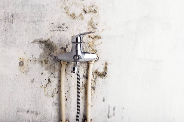 Best Toxic Mold Removal  in Dillon, MT