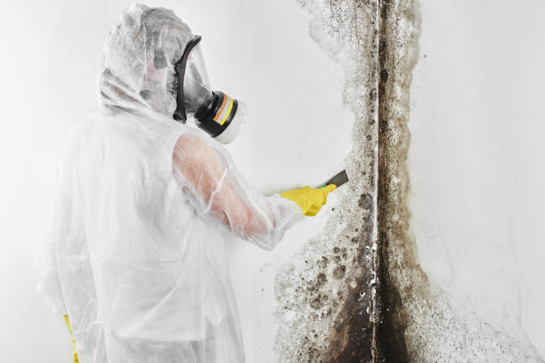 Best Crawl Space Mold Removal  in Dillon, MT