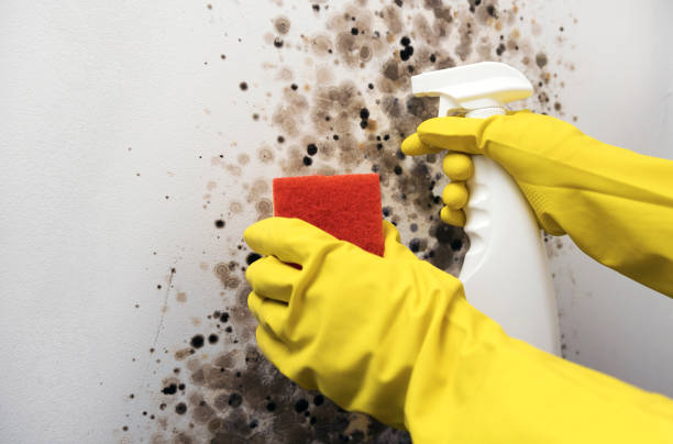 Best Office Mold Removal Services  in Dillon, MT