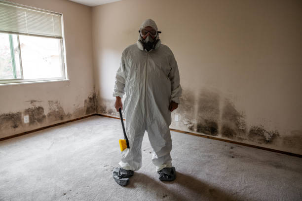 Best Mold Damage Repair  in Dillon, MT