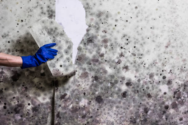 Office Mold Removal Services in Dillon, MT