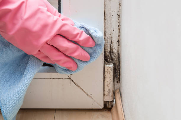 Best Local Mold Removal Service  in Dillon, MT