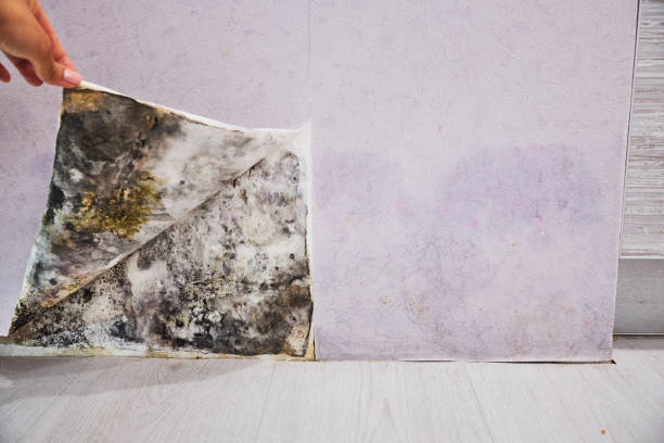 Best Residential Mold Removal  in Dillon, MT